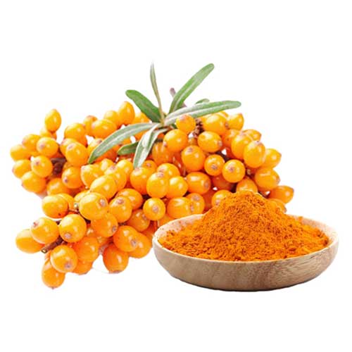 Sea buckthorn powder